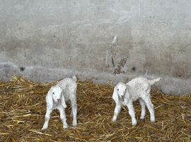Anglo Nubian x angora kids