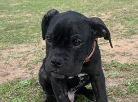 cane corso boy puppy