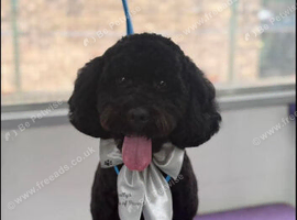 Cavapoo for rehoming