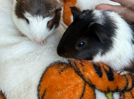 Guinea pig babys
