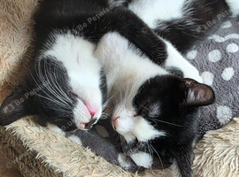 Kitten