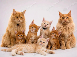 READY NOW: Tica enabled ginger maine coon kittens