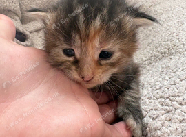 Maincoon X Norwegian Forrest