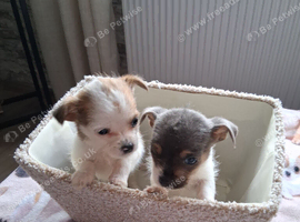 SHIH-TZU/JACK HYBRID X2 PUPPIES