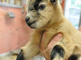 Free baby goats