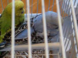 Baby budgies