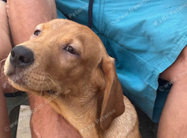 Fox red Labrador 450