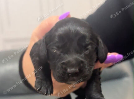 Sprocker puppies