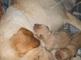Labrador puppies
