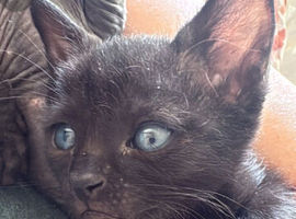 BRIGHT BLUE EYES..SPHYNX X RAGDOLL  READY NOW!