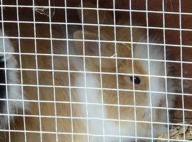 Baby lionhead rabbits