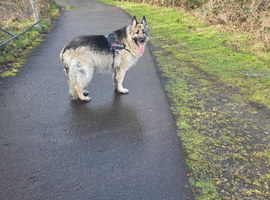 REHOMED Male longhaired German Shepherd