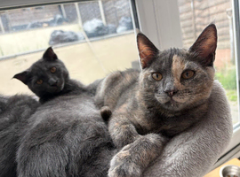CUTE SCOTTISH FOLD KITTENS 12 WEEKS 2 left!