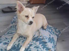 Chihuahua cross Pomeranian dog. Boy dog &pound;600