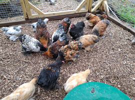 Stunning Pekin Bantam Boys