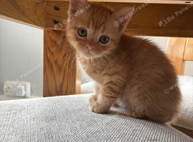 5 lovely kittens
