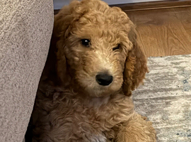 Last standard poodle boy available and ready now