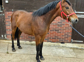 Very smart 2yr Irish sports x Connemara