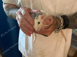 2 brothers dumbo rats and cage