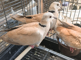 Collard dove for sale