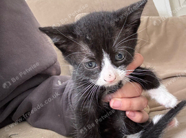 1 black and white kitten