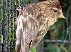 Redpoll Pair for Sale
