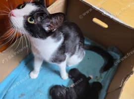 Kitten