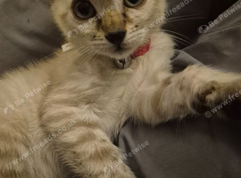 Beautiful Blue Eyed Bengal kittens
