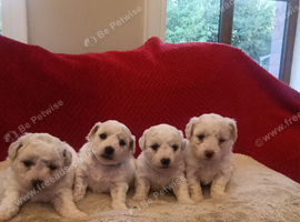 Pedigree Bichon Frise pups