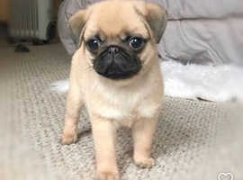 Pet sitter dog boarding for small to medium dogs