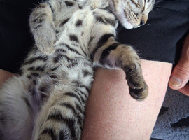 X2 bengal 16 wks x1 m x1 f