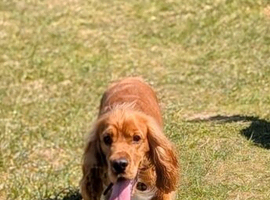 Red Show/working Cocker spaniel for stud