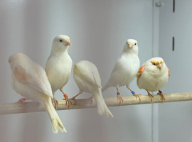 Canaries