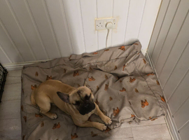 Frug