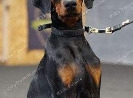 Male Doberman kc reg for sale in tact