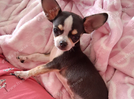 CHIHUAHUA PUPPY MALE 4 MONTH