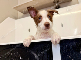 Ready to Leave - Red and White Pedigree Collie Pups