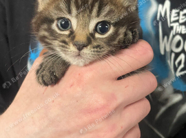 Three gorgeous kittens looking for their forever homes