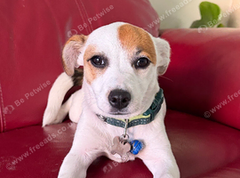 Rehome Jack Russell Puppy