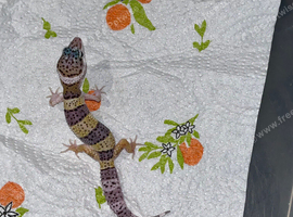 UPDATED PICS Baby leopard gecko ready to leave in around 5 weeks!!