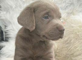 Silver Puppy