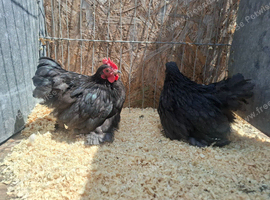 Balck pekins