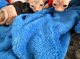 Sphynx babies 1 BOY LEFT