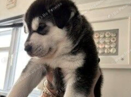 1 Husky puppy ready to loving homes.