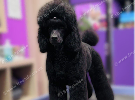 Meet Mimi &ndash; The Sweetest Black & Tan Poodle Looking for Her Forever Home