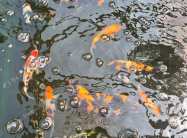 Koi fry for sale