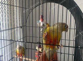 bonded conure pair - male & female with cage