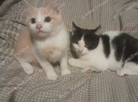 British shorthair cross kittens
