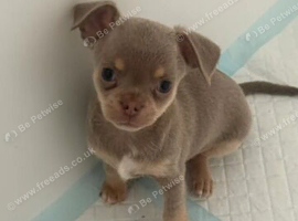 Beautiful Chihuahua Puppies