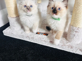 Beautiful Ragdoll Kittens Ready Now.